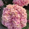 Mona Lisa Hydrangea Plant丨Flower Gardens