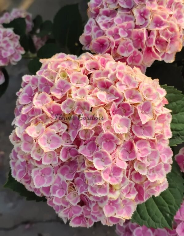 Mona Lisa Hydrangea Plant丨Flower Gardens