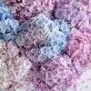 Mona Lisa Hydrangea for sale丨Flower Gardens