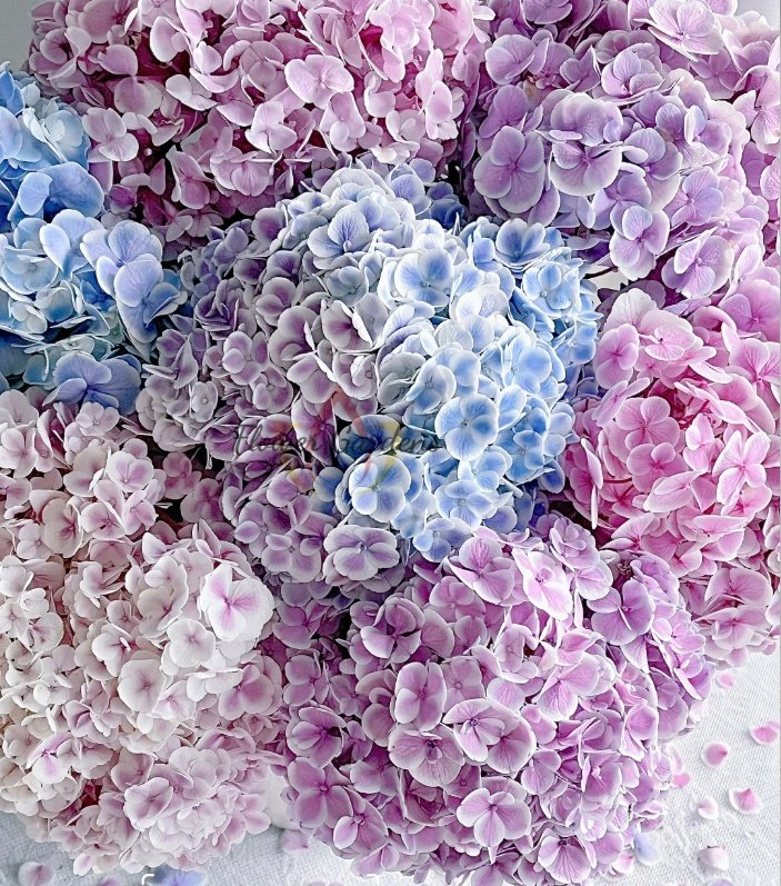 Mona Lisa Hydrangea for sale丨Flower Gardens