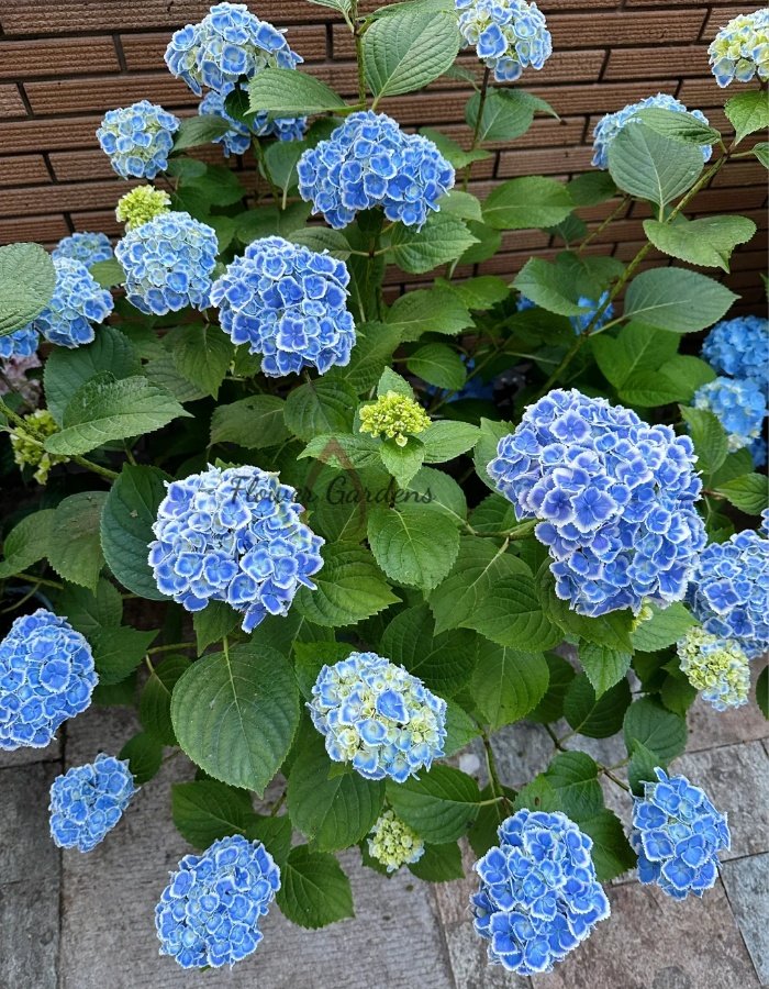 Mona Lisa Hydrangeas丨Flower Gardens