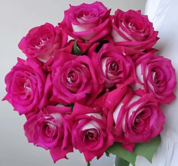 Monica Bellucci Rose plant丨Flower Gardens