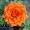 Morning Glow Rose for sale丨Flower Gardens