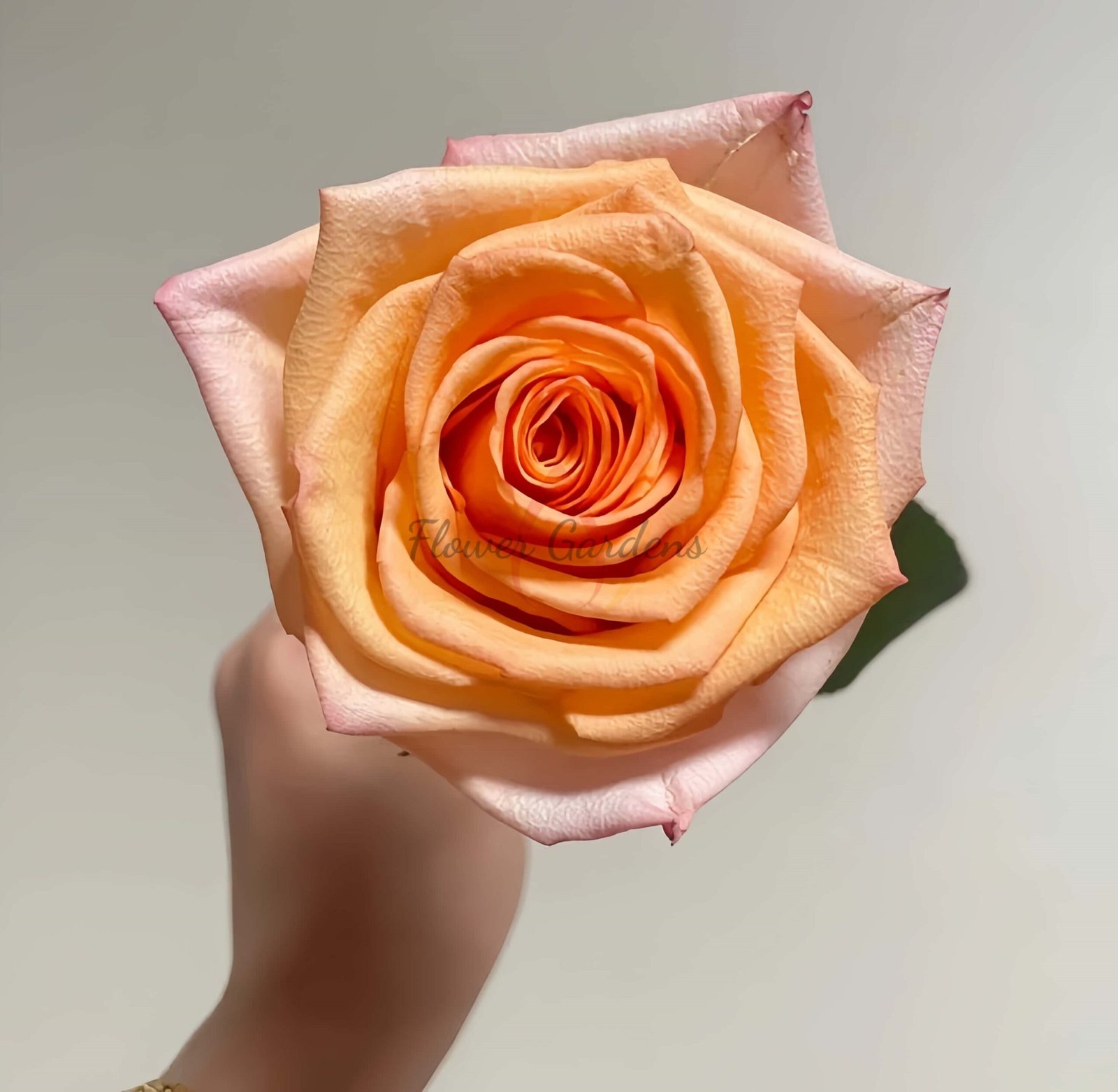 Motown Rose丨Flower Gardens