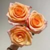 Motown2 Motown Rose for sale丨Flower Gardens