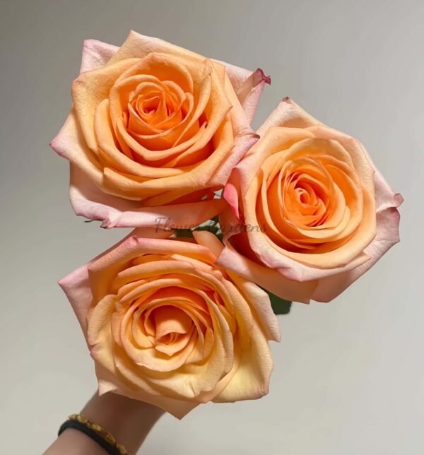 Motown Rose for sale丨Flower Gardens