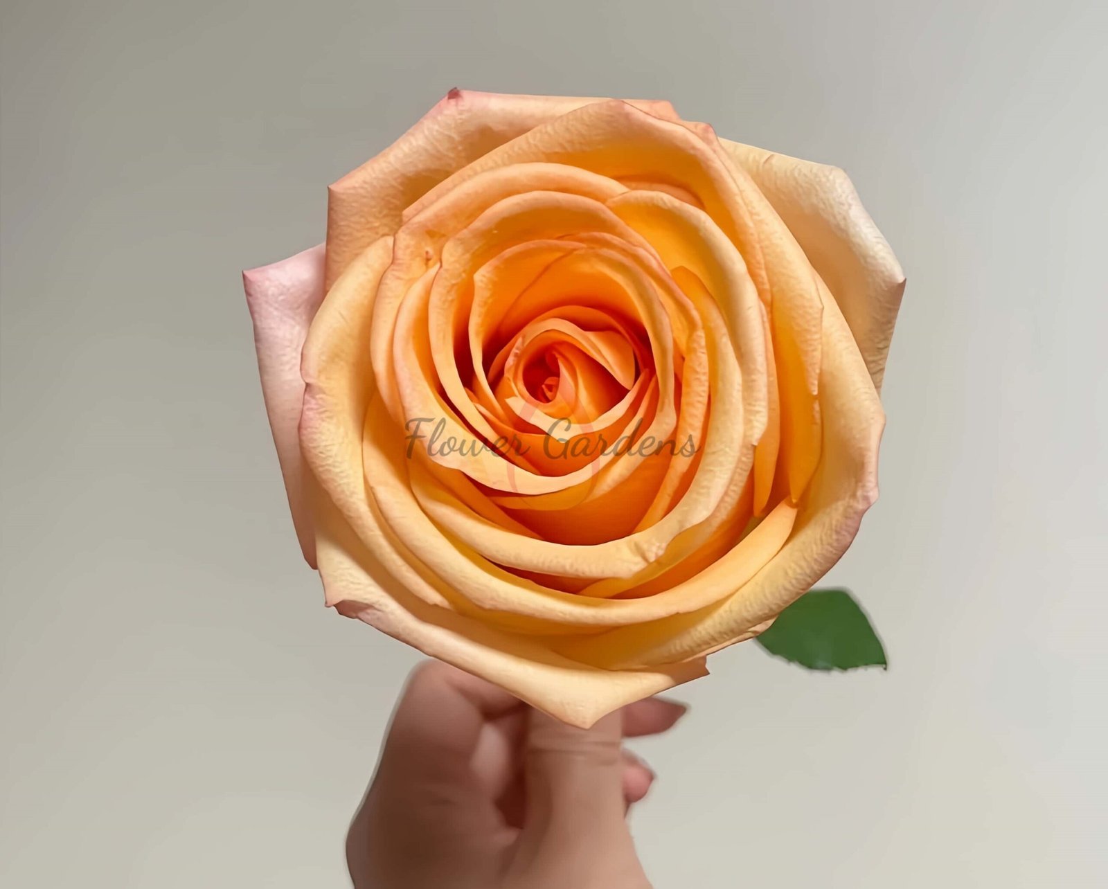 Motown Rose丨Flower Gardens