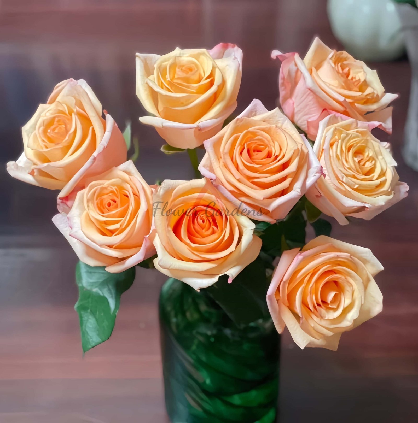 Motown Rose plant丨Flower Gardens