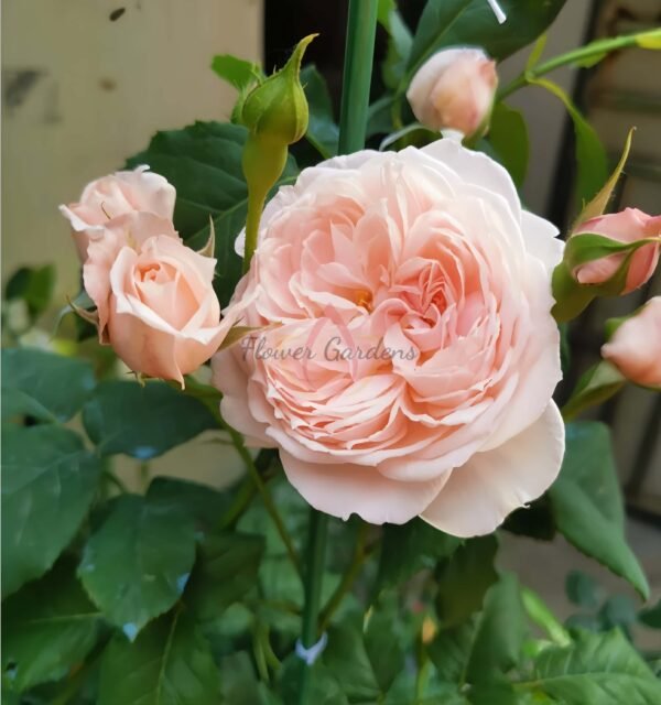 Nahéma Rose丨Flower Gardens