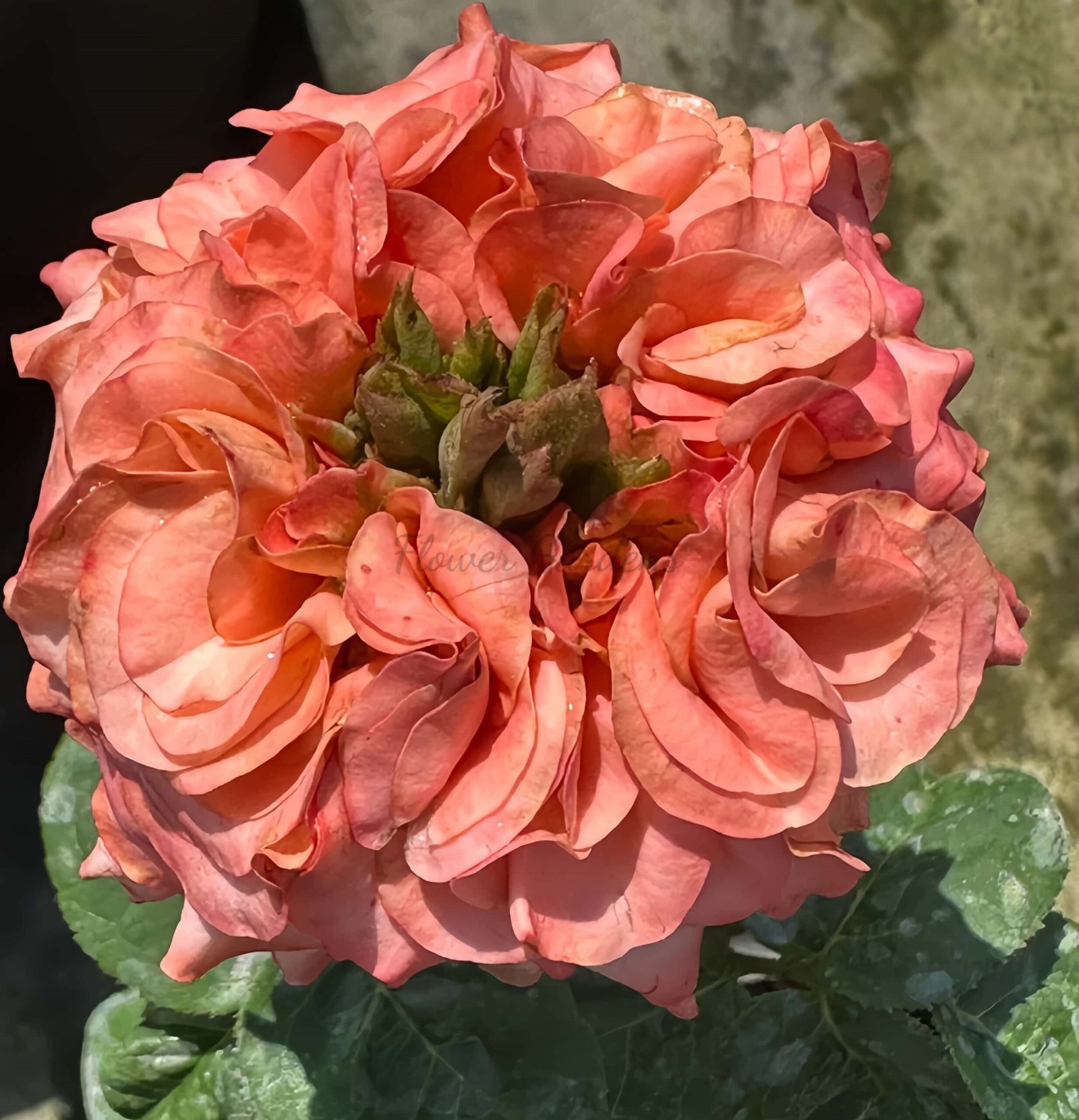 New Design Rose丨Flower Gardens