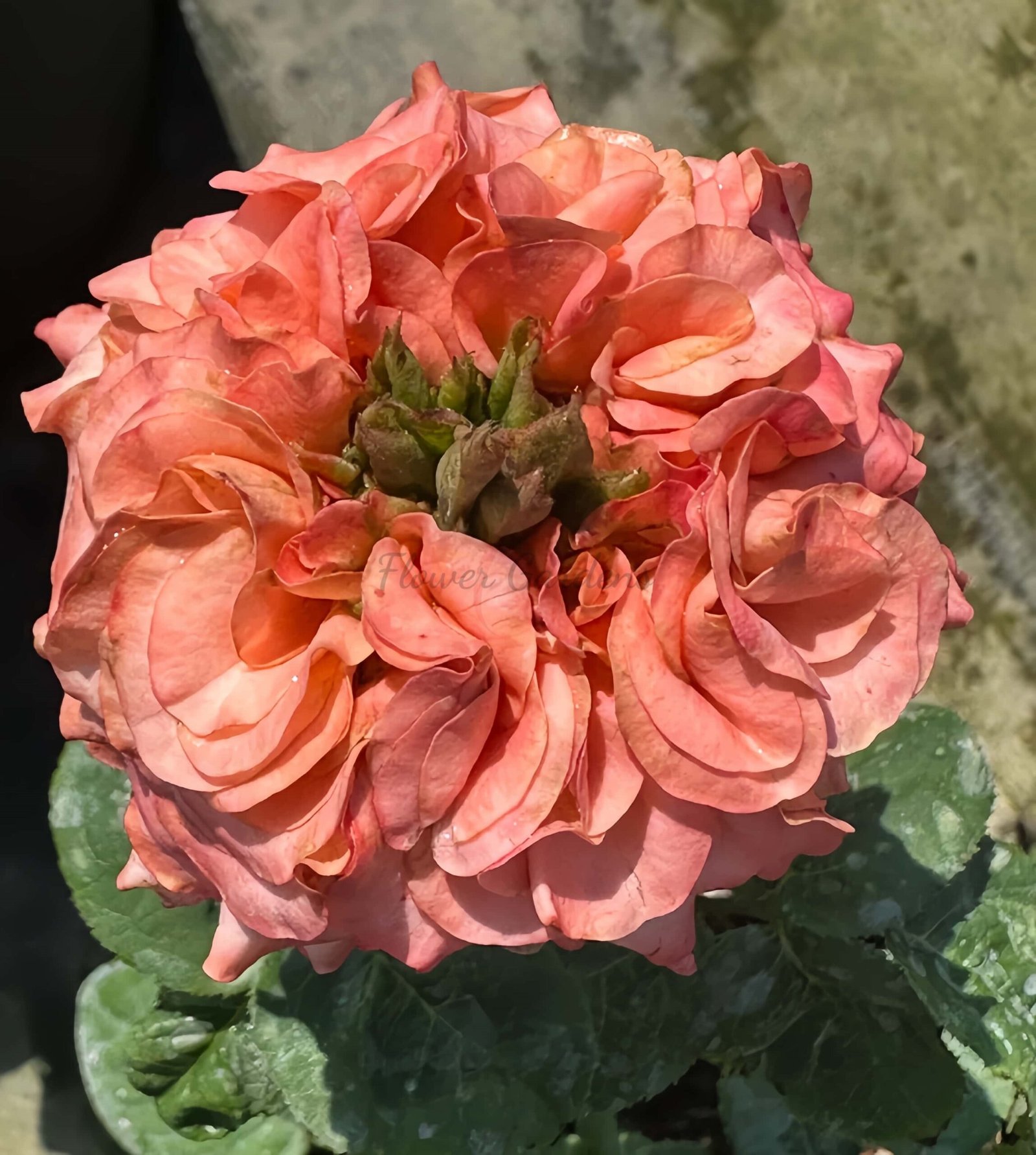 New Design Rose plant丨Flower Gardens