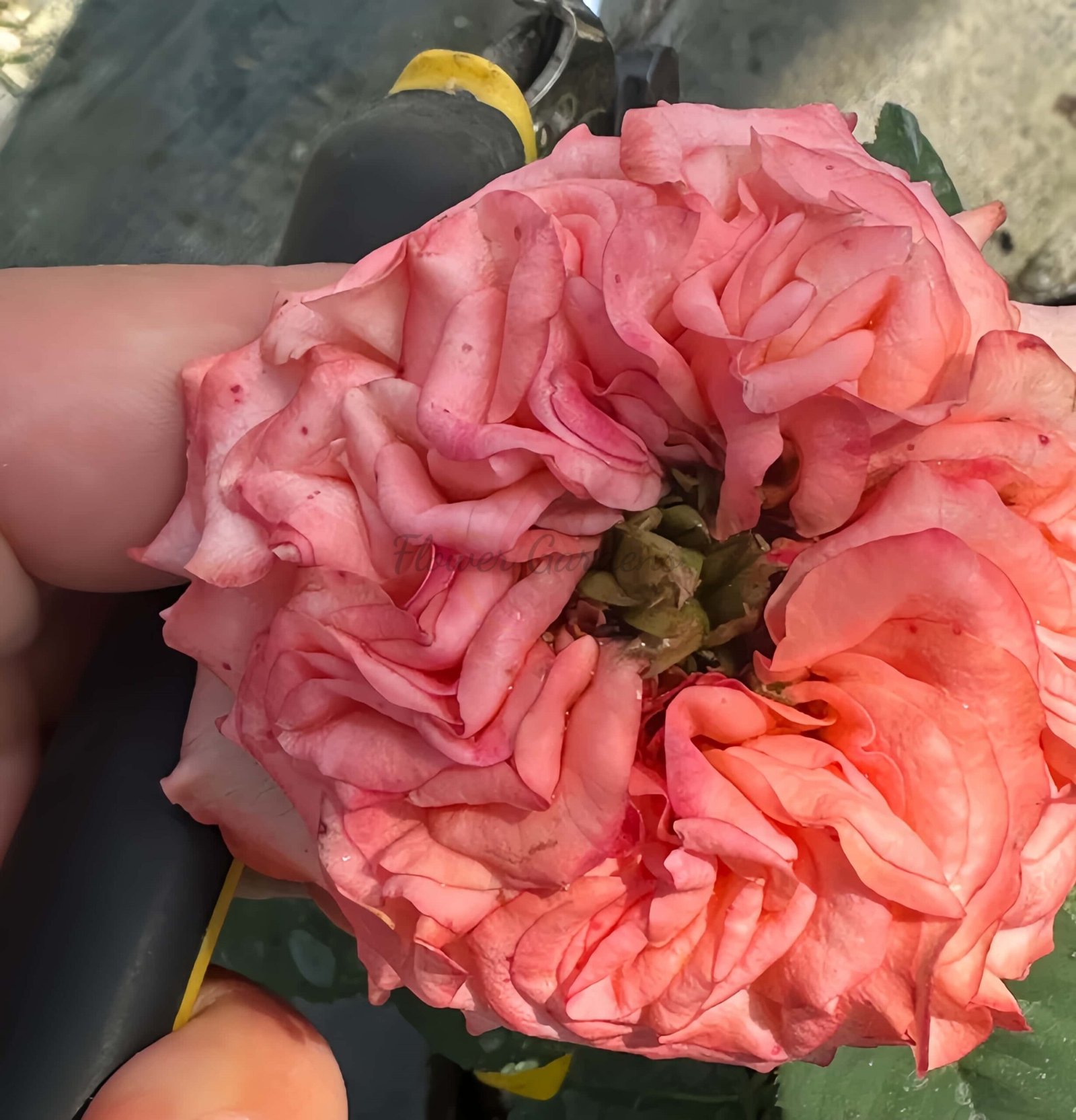 New Design Rose丨Flower Gardens