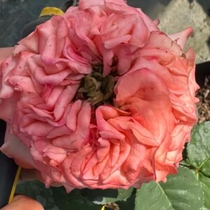 New Design Rose for sale丨Flower Gardens