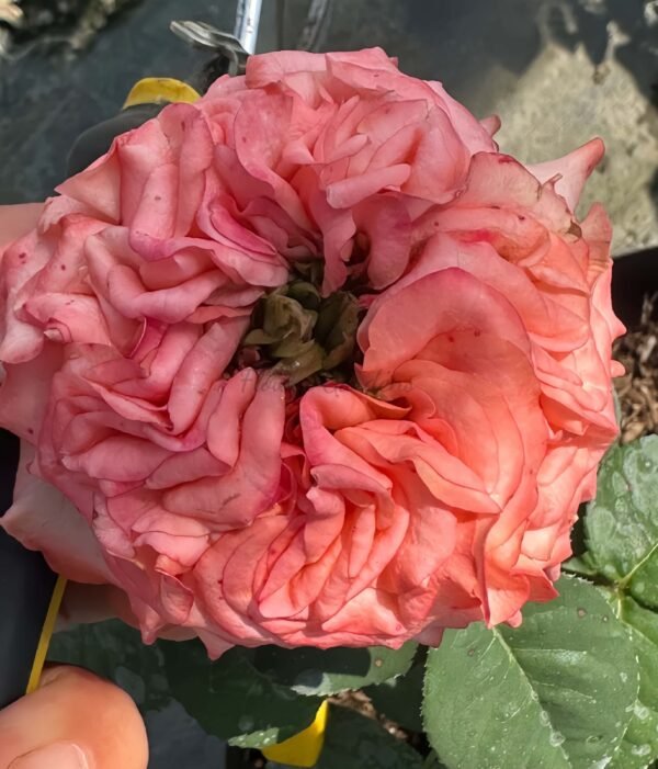 New Design Rose for sale丨Flower Gardens