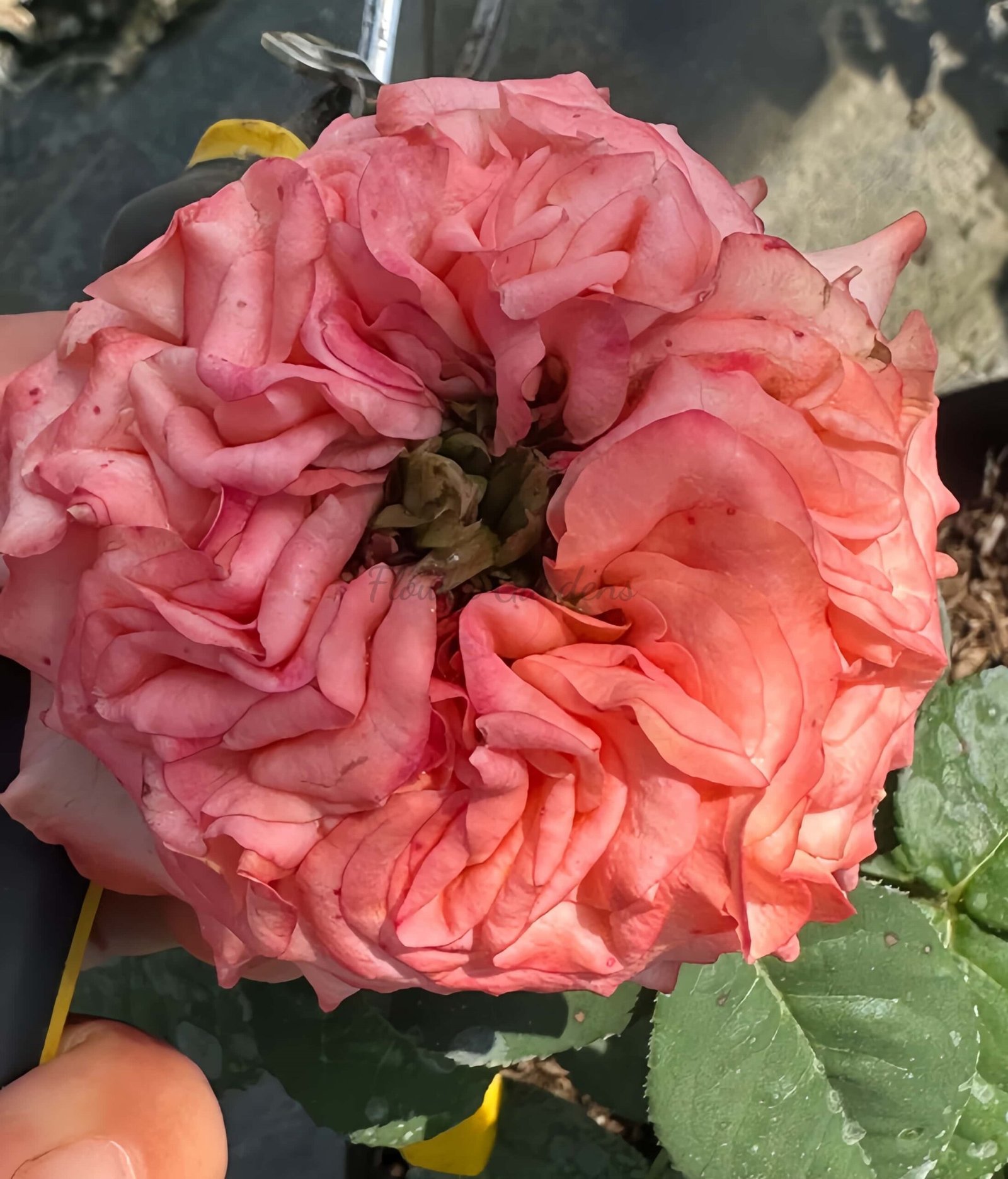 New Design Rose for sale丨Flower Gardens