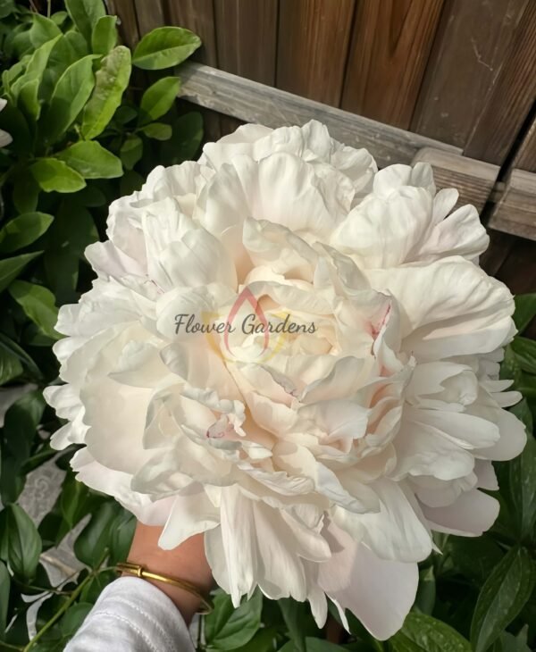 Nick Shaylor Peony Plant丨Flower Gardens