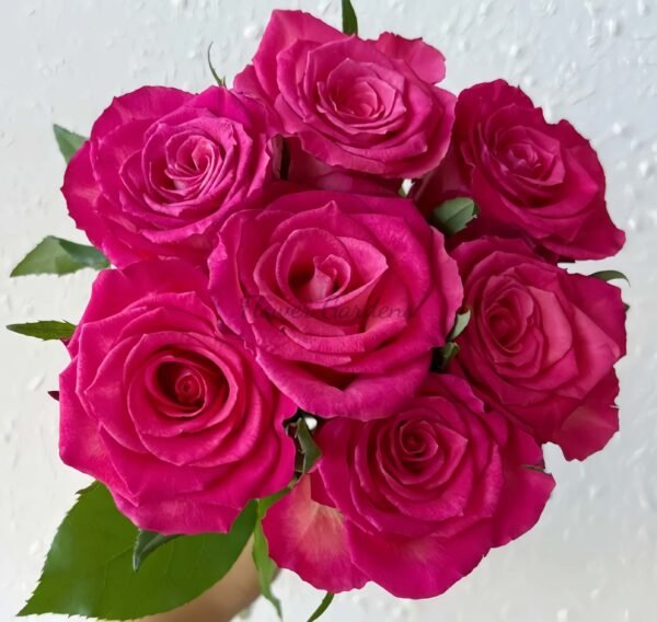 Nicoletta Rose plant 丨Flower Gardens