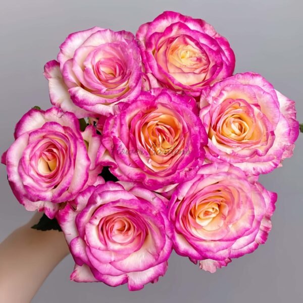 Nine-Tailed Fox Rose丨Flower Gardens