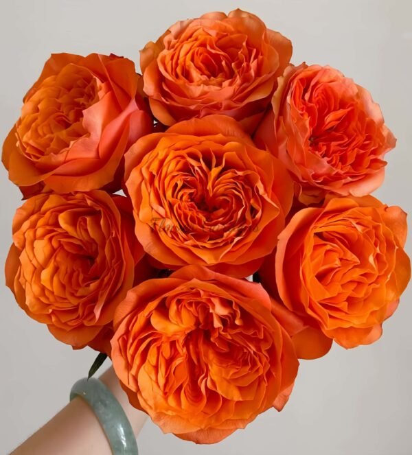 Orbit Rose plant丨Flower Gardens