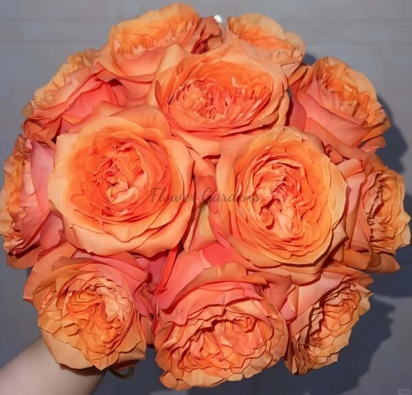 Orbit Rose Plant|轨道