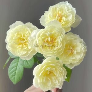 Oriole Rose for sale丨Flower Gardens