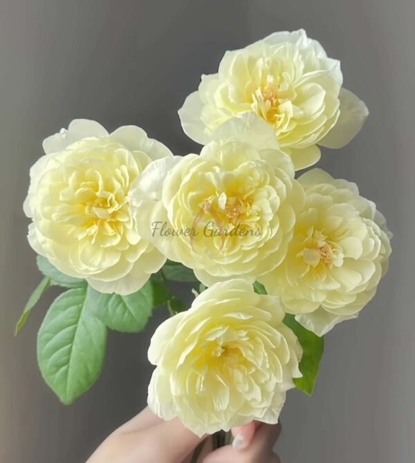 Oriole Rose for sale丨Flower Gardens