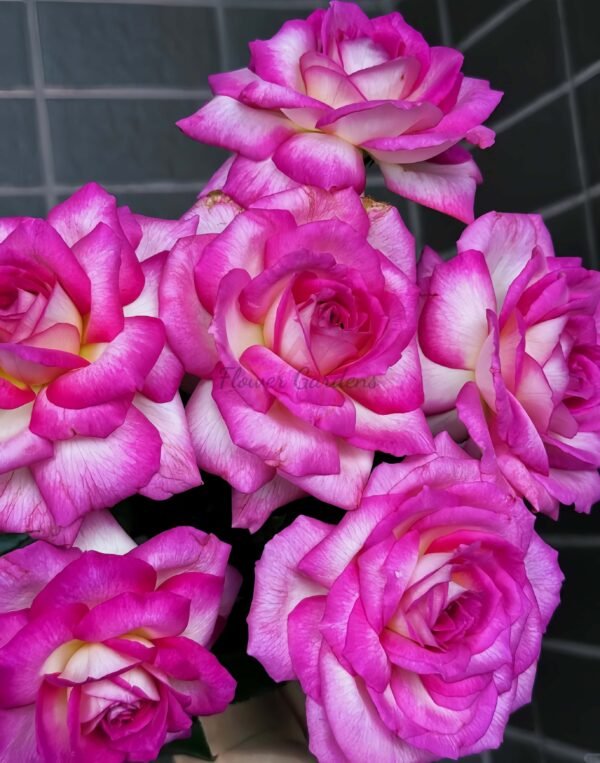 Parfum de Nantes Rose for sale丨Flower Gardens