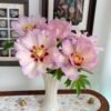 Pastel Splendor Peony Plant丨Flower Gardens