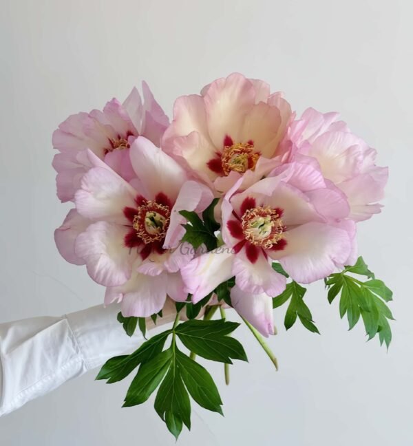 Pastel Splendor Peony丨Flower Gardens
