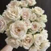 Pearl Cocoon Rose plant丨Flower Gardens