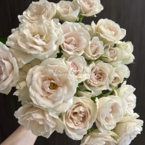 Pearl Cocoon Rose plant丨Flower Gardens