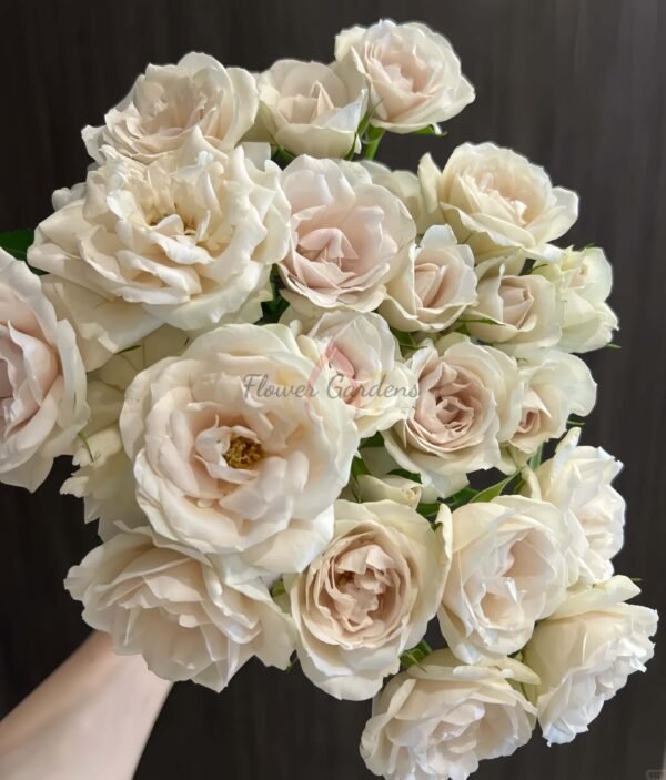 Pearl Cocoon Rose plant丨Flower Gardens