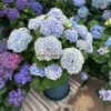 Peppermint Hydrangea Plant丨Flower Gardens