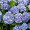 Peppermint Hydrangea丨Flower Gardens
