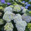 Peppermint Hydrangeas 丨Flower Gardens