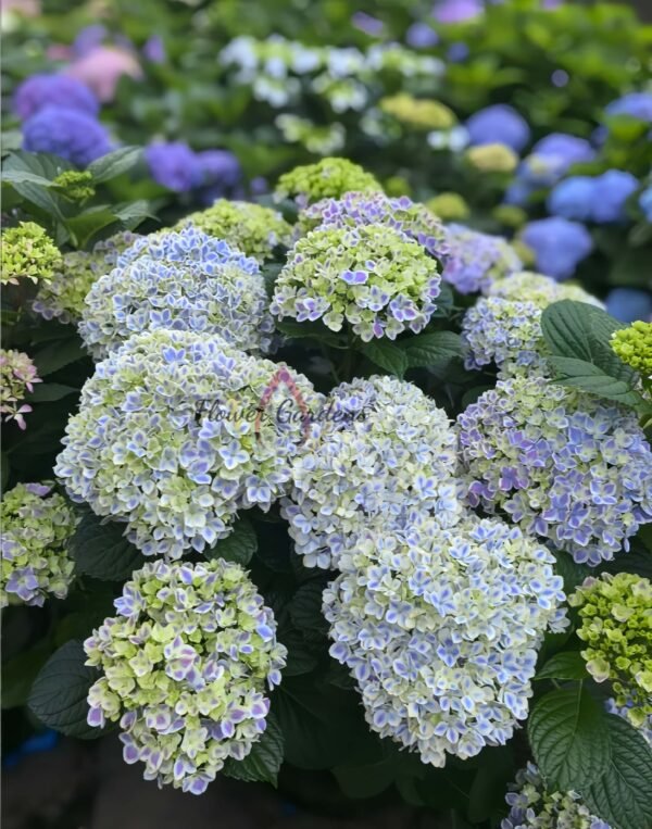 Peppermint Hydrangeas 丨Flower Gardens