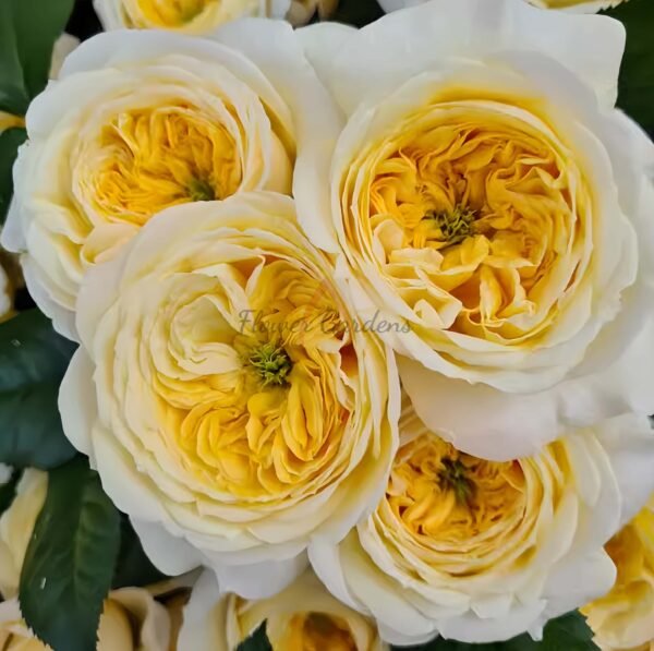 Persuasion Rose for sale丨Flower Gardens