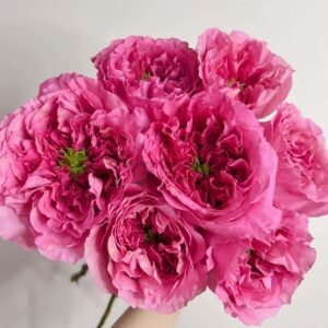 Petrova Rose for sale丨Flower Gardens