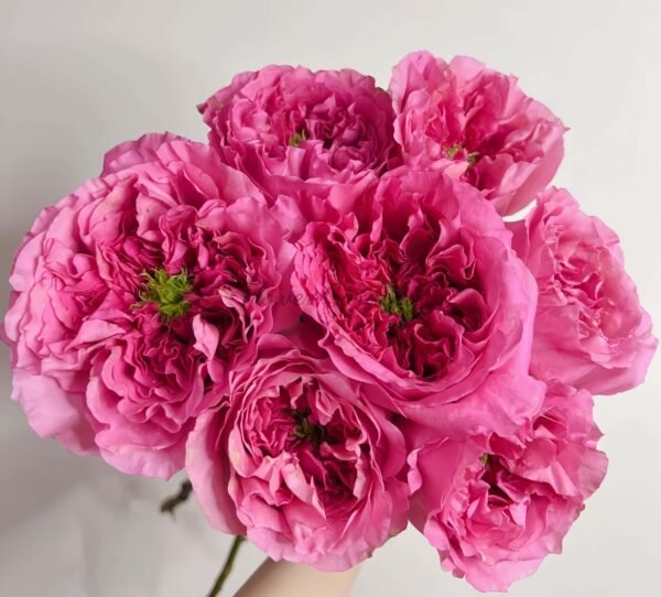 Petrova Rose for sale丨Flower Gardens