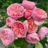 Pink Juliet Rose plant丨Flower Gardens