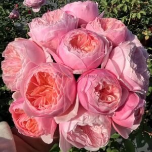 Pink Juliet Rose for sale丨Flower Gardens
