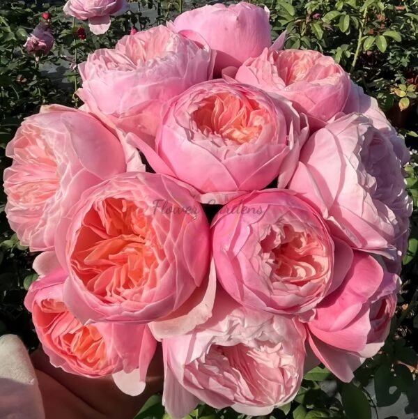 Pink Juliet Rose for sale丨Flower Gardens