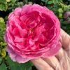 Pomander Rose plant丨Flower Gardens