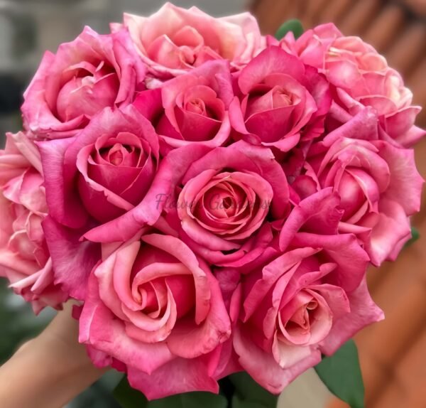 Pompidou Rose plant 丨Flower Gardens