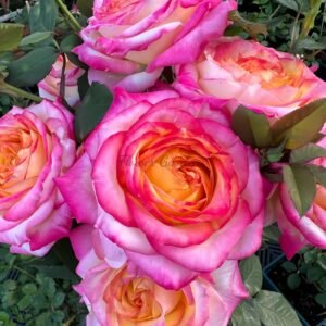 Pop Star Rose plant丨Flower Gardens