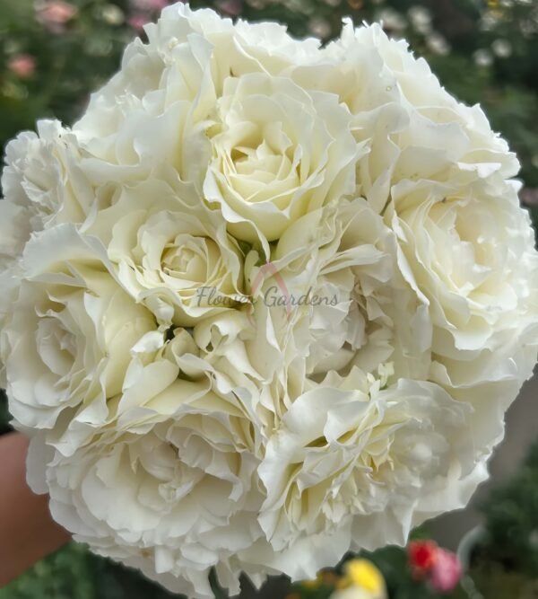 Pope John Paul l Rose plant丨Flower Gardens