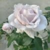 Popelka Rose for sale丨Flower Gardens