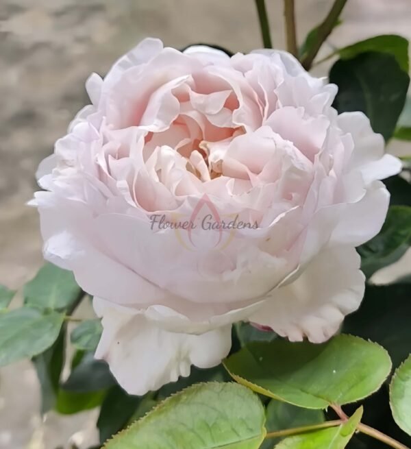 Popelka Rose plant丨Flower Gardens