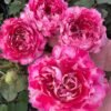 Pretty Woman Rose plant丨Flower Gardens