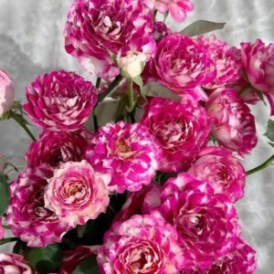 Pretty Woman Rose丨Flower Gardens